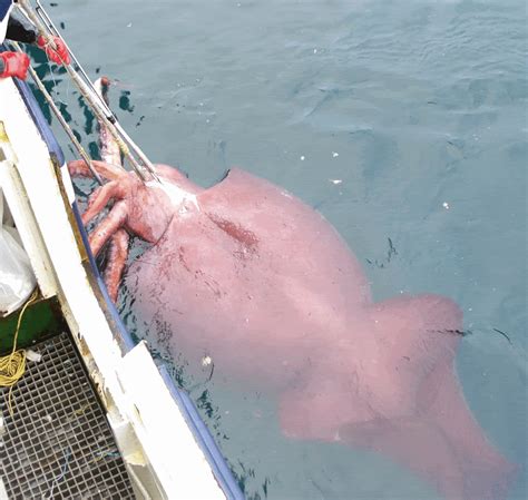 Giant Squid - Life of Sea