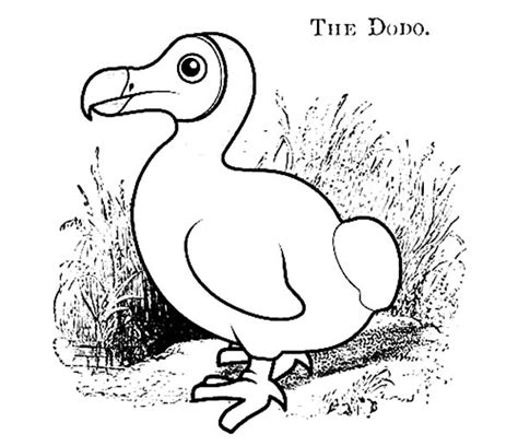 Dodo Bird Drawing at GetDrawings | Free download