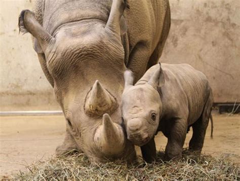 Baby Rhino - Rhinos Photo (20108345) - Fanpop