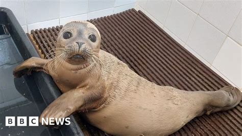 Animal lover wanted for Skegness seal rescue job