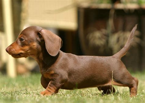 Miniature Dachshund Facts, Info, Temperament, Puppies, Pictures