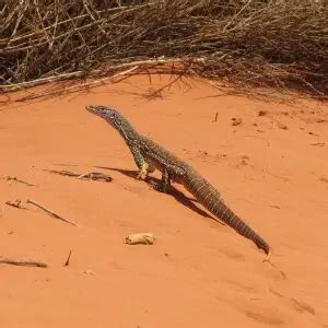 Sand Goanna - Facts, Diet, Habitat & Pictures on Animalia.bio