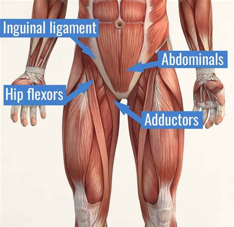 Groin Pain and Strain - Physiovive