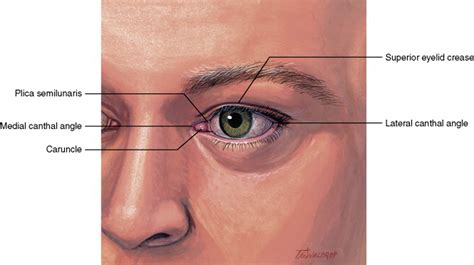 External Eye Anatomy - Anatomy Reading Source