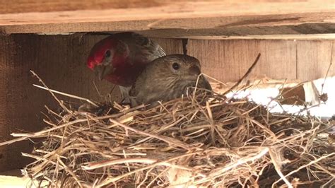 Purple Finch Nest