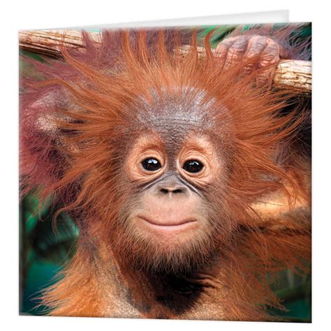 Buy 3D LiveLife Greeting Card - Baby Orangutan from Deluxebase ...