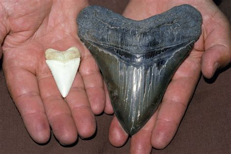 Real Fossilized Megalodon Shark Tooth Megalodon Shark Tooth Home Décor ...