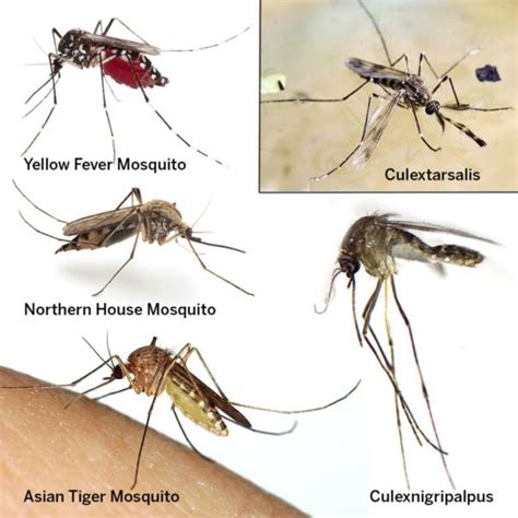 Mosquito Types - What Attracts Mosquitoes