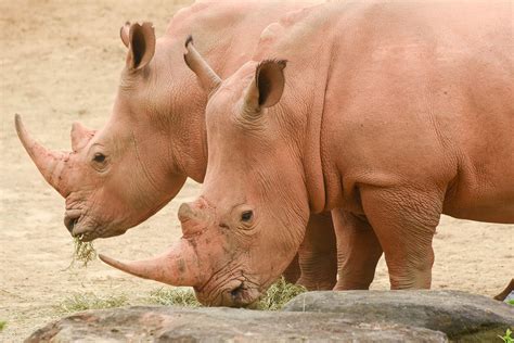 Southern White Rhinoceros | The Maryland Zoo