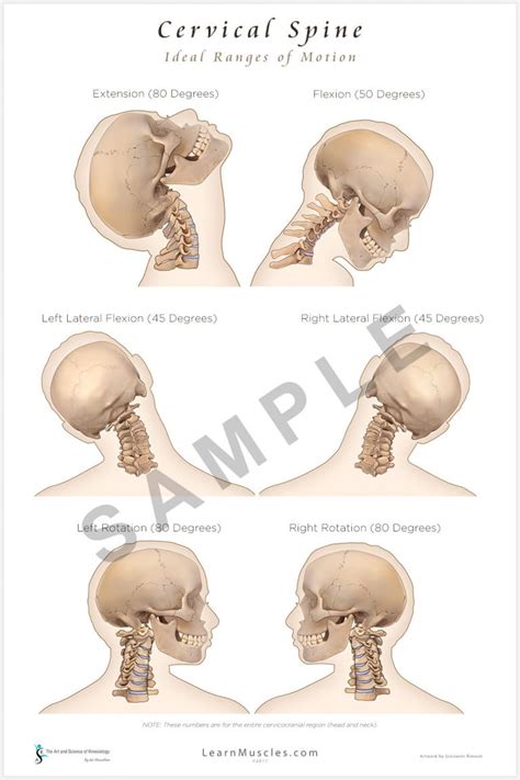 Cervical Spine - Ideal Ranges of Motion 24" x 36" Premium Poster ...