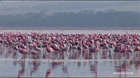 Flamingo, Lake Nakuru - YouTube