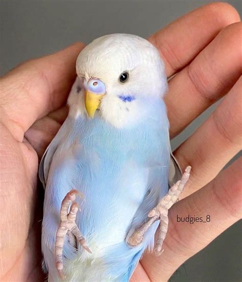 Budgies_8 on Instagram: “The baby budgie with one month old 😊 Look at ...