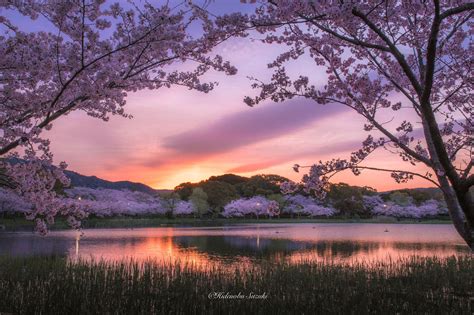 Sakura Sunrise | Spring scenery, Spring landscape photography, Spring ...