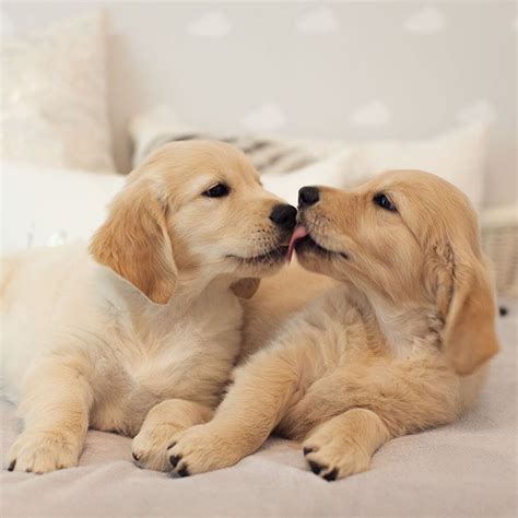 Puppy love | Schattige dieren, Schattigste honden, Schattigste dieren