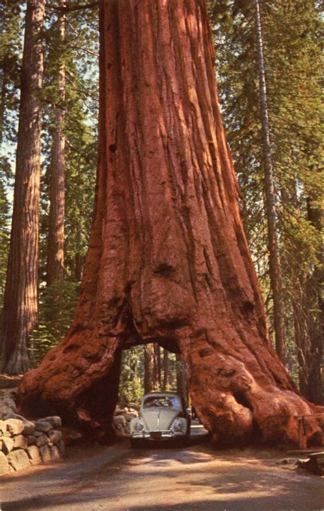 Redwood Sequoia Tree Seeds Made in USA 40 Seeds Floral & Garden Crafts ...