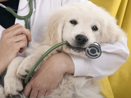 Pet Surgery for Your Dogs and Cats | Plus One Vet