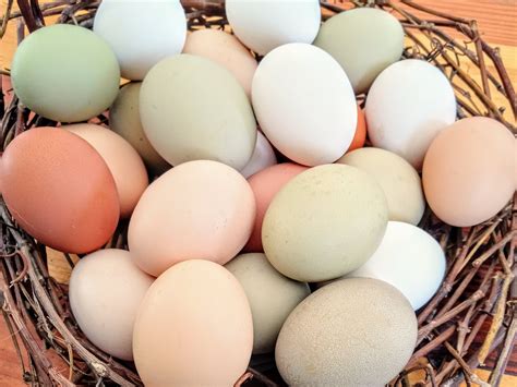 Chicken Eggs vs Duck Eggs: A Healthy Comparison — Heartway Farms