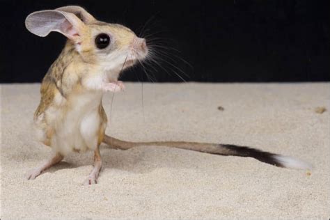 Jerboa - A-Z Animals