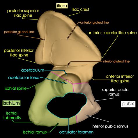 Pelvic Bones | AnatomyZone