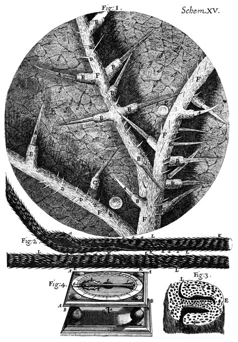 JF Ptak Science Books: The Story Behind the Iconic Image: Robert Hooke ...