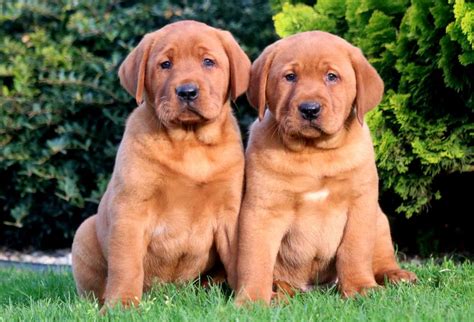 How Much Does A Mastiff Lab Puppy Cost