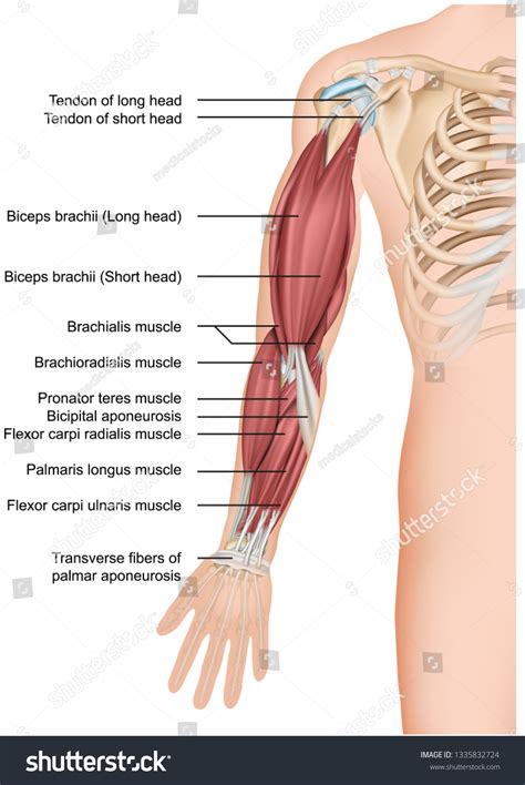 Arm Muscles Arm Muscle Anatomy, Human Muscular System, Arm Workout ...