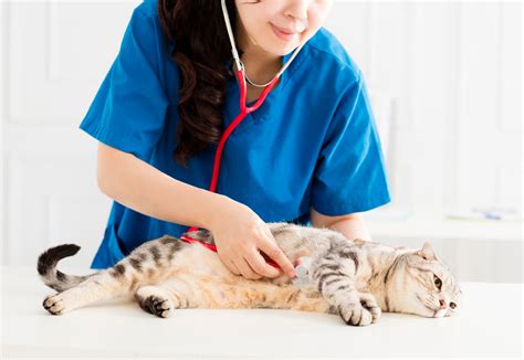 Flu Blues: How to Take Care of a Sick Kitty in Singapore?