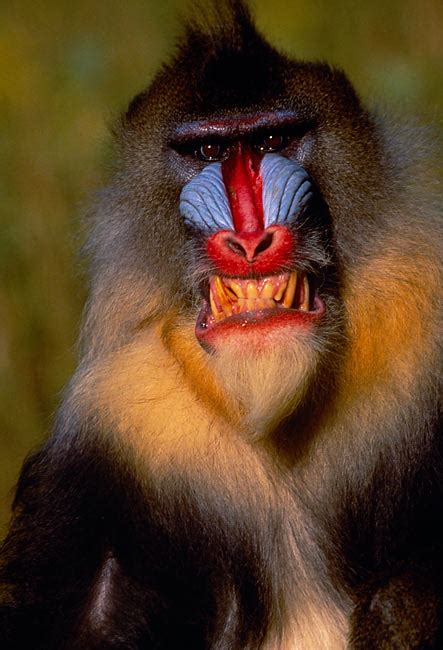 mandrill - Animal Stock Photos - Kimballstock