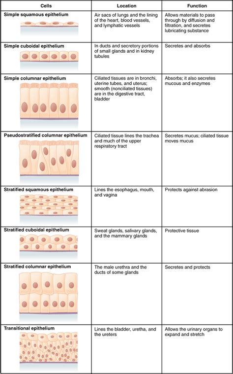 Epithelial Tissue · Anatomy and Physiology