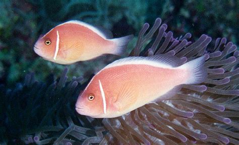 Pink skunk anemonefish clownfish saltwater fish profile | Reef Builders ...