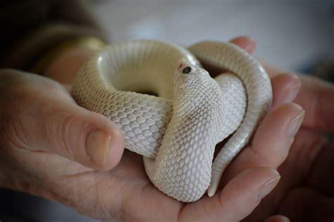 24 Awesome Hognose Snake Morphs - Reptile Advisor