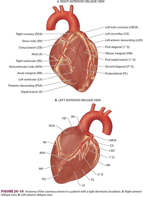 Anatomy & Physiology of the Coronary Circulation