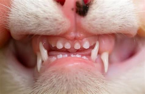 Kitten Teeth vs. Cat Teeth: 5 Most Important Differences Every Kitty ...