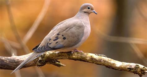 Mourning Dove Sounds, All About Birds, Cornell Lab of Ornithology