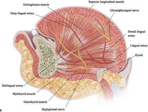 2 Base of Tongue Resection and Hypopharyngeal Anatomy | Ento Key