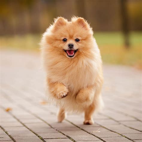 Pomeranian Dog Price Philippines 2020 - Pets Lovers