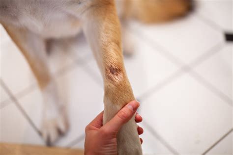 How to spot (and treat) dog hot spots