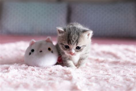 Download Kitten Animal Cat 4k Ultra HD Wallpaper by what2ver