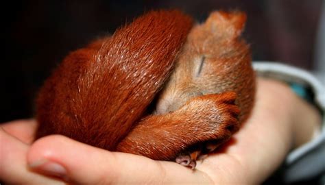 How to Care for Baby Squirrels | Animals - mom.me