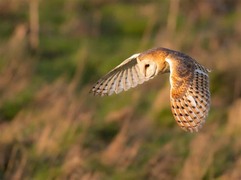 Barn Owl feathers | Sussex Wildlife Trust