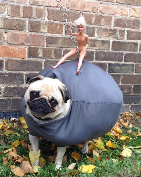 Pug Wrecking Ball Halloween Costume | Incredible Things