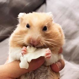 Hamster Gif Tumblr