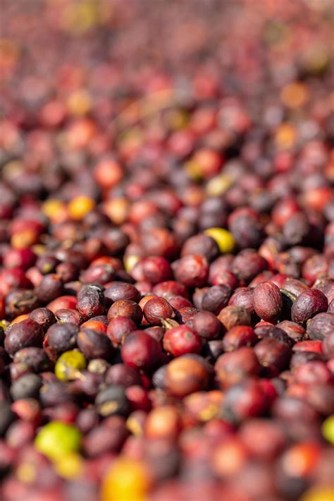 Arabica red coffee beans 1227116 Stock Photo at Vecteezy