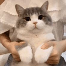 Cat Dance GIF - Cat Dance Cute Cat - Discover & Share GIFs