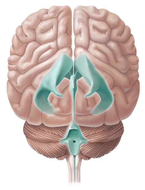 Ventricles Of The Brain Animation