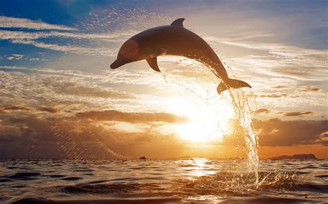 Dolphin Desktop Wallpaper Free Download