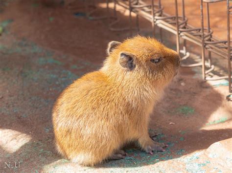 Baby capybara : r/TinyUnits