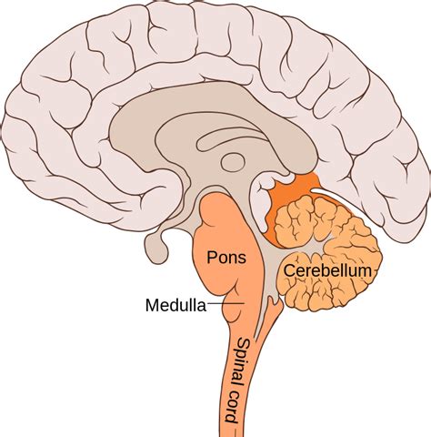 Identify the Structures of the Hindbrain and Describe Their Functions ...