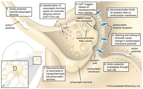 Neurotransmitter | Definition, Signaling, & Types | Britannica