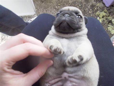 Super Fat Pugs